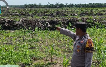 Gelar Patroli Dialogis, Bhabinkamtibmas Desa Pangkalan Baru Aiptu Ady Suryono Intensifkan Pengecekan Kebun Jagung