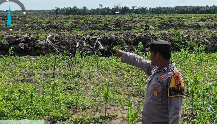 Gelar Patroli Dialogis, Bhabinkamtibmas Desa Pangkalan Baru Aiptu Ady Suryono Intensifkan Pengecekan Kebun Jagung