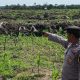 Gelar Patroli Dialogis, Bhabinkamtibmas Desa Pangkalan Baru Aiptu Ady Suryono Intensifkan Pengecekan Kebun Jagung