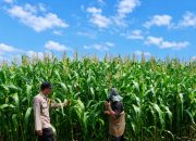 Kawal Swasembada Pangan, Bripka Jon Badri Pantau Kebun Jagung Kelompok Tani Desa Tanah Merah