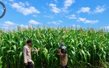Kawal Swasembada Pangan, Bripka Jon Badri Pantau Kebun Jagung Kelompok Tani Desa Tanah Merah
