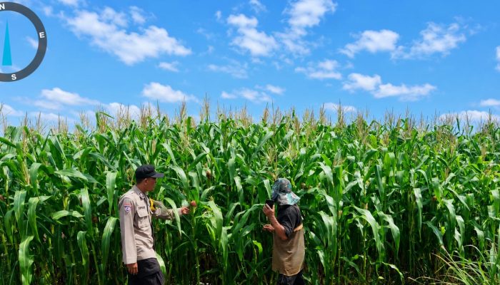 Kawal Swasembada Pangan, Bripka Jon Badri Pantau Kebun Jagung Kelompok Tani Desa Tanah Merah
