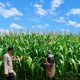 Kawal Swasembada Pangan, Bripka Jon Badri Pantau Kebun Jagung Kelompok Tani Desa Tanah Merah