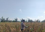 Pantau Lahan Gambut Pandau Jaya, Aipda Jandri Sofyantoni Cek Fisik Tanaman Jagung Karya Mandiri