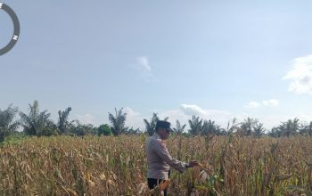 Pantau Lahan Gambut Pandau Jaya, Aipda Jandri Sofyantoni Cek Fisik Tanaman Jagung Karya Mandiri