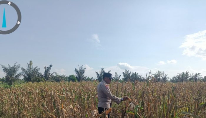 Pantau Lahan Gambut Pandau Jaya, Aipda Jandri Sofyantoni Cek Fisik Tanaman Jagung Karya Mandiri