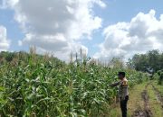 Dukung Asta Cita, Bhabinkamtibmas Desa Pandau Jaya Pantau Lahan Jagung Kelompok Tani Karya Mandiri