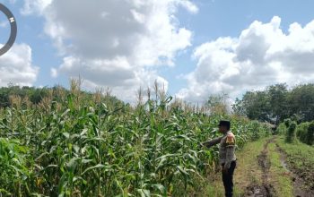 Dukung Asta Cita, Bhabinkamtibmas Desa Pandau Jaya Pantau Lahan Jagung Kelompok Tani Karya Mandiri