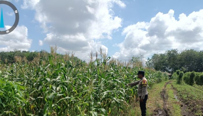 Dukung Asta Cita, Bhabinkamtibmas Desa Pandau Jaya Pantau Lahan Jagung Kelompok Tani Karya Mandiri