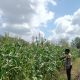 Dukung Asta Cita, Bhabinkamtibmas Desa Pandau Jaya Pantau Lahan Jagung Kelompok Tani Karya Mandiri