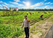 Dukung Swasembada Pangan, Bhabinkamtibmas Desa Pangkalan Baru Cek Tanaman Jagung KOPPSA-M