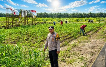 Dukung Swasembada Pangan, Bhabinkamtibmas Desa Pangkalan Baru Cek Tanaman Jagung KOPPSA-M