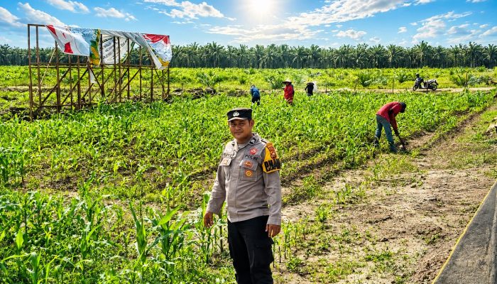Dukung Swasembada Pangan, Bhabinkamtibmas Desa Pangkalan Baru Cek Tanaman Jagung KOPPSA-M