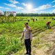 Dukung Swasembada Pangan, Bhabinkamtibmas Desa Pangkalan Baru Cek Tanaman Jagung KOPPSA-M
