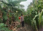 Dukung Swasembada Pangan, Bhabinkamtibmas Polsek Siak Hulu Cek Tanaman Jagung di Desa Tanah Merah