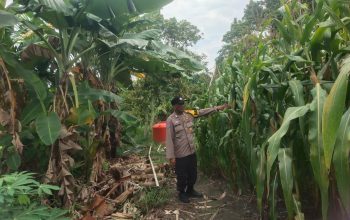 Dukung Swasembada Pangan, Bhabinkamtibmas Polsek Siak Hulu Cek Tanaman Jagung di Desa Tanah Merah