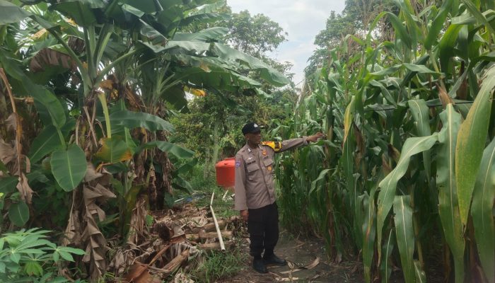 Dukung Swasembada Pangan, Bhabinkamtibmas Polsek Siak Hulu Cek Tanaman Jagung di Desa Tanah Merah