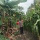 Dukung Swasembada Pangan, Bhabinkamtibmas Polsek Siak Hulu Cek Tanaman Jagung di Desa Tanah Merah