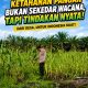 Polsek Siak Hulu Aktif Dampingi Petani, Pantau Perkembangan Tanaman Jagung di Desa Baru