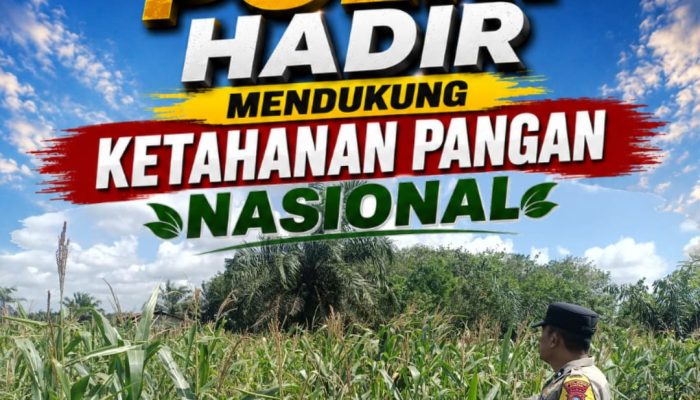 Jaga Produktivitas Pertanian, Bhabinkamtibmas Rutin Pantau Perkembangan Jagung Warga