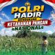 Jaga Produktivitas Pertanian, Bhabinkamtibmas Rutin Pantau Perkembangan Jagung Warga