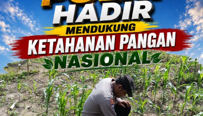 Bhabinkamtibmas Desa Pangkalan Baru Pantau Pertumbuhan Jagung KOPPSA-M, Wujud Nyata Dukungan Polri untuk Ketahanan Pangan
