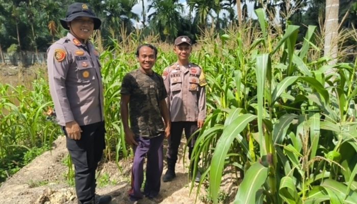 Dukung Asta Cita Presiden, AKP Albert Sitompul Pantau Perkembangan Jagung Pipil di Kampung Gabung Makmur
