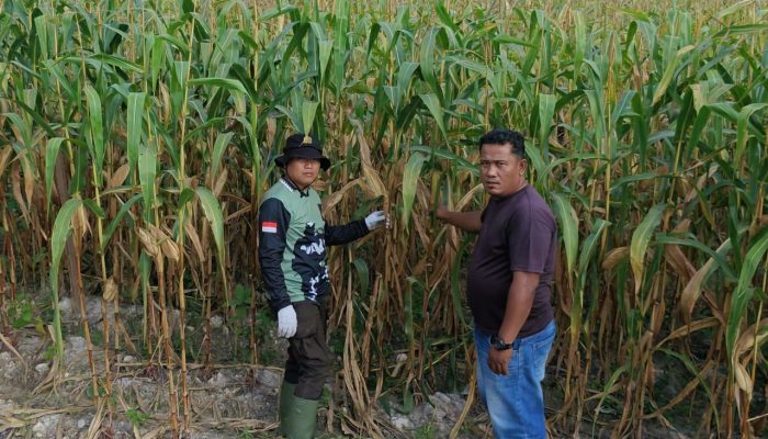 Sinergi Sukseskan Program Polisi Cinta Petani, Polsek Kerinci Kanan Pantau Lahan Jagung Pipil