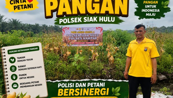 Polisi Cinta Petani, Bhabinkamtibmas Polsek Siak Hulu Cek Kondisi Tanaman Jagung Dukung Ketahanan Pangan Nasional