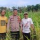 Sukseskan Program Polisi Cinta Petani, Aipda Naldi Monitoring Kebun Jagung di Kampung Kerinci Kiri