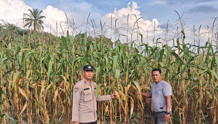 Sukseskan Program Polisi Cinta Petani, Aipda Andi Pantau Kebun Jagung Pipil di Kampung Jati Mulia