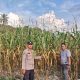 Sukseskan Program Polisi Cinta Petani, Aipda Andi Pantau Kebun Jagung Pipil di Kampung Jati Mulia