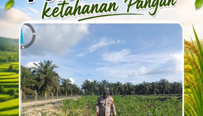 Bhabinkamtibmas Polsek Siak Hulu Cek Perkembangan Tanaman Jagung KOPPSA-M, Dukung Swasembada Pangan Nasional