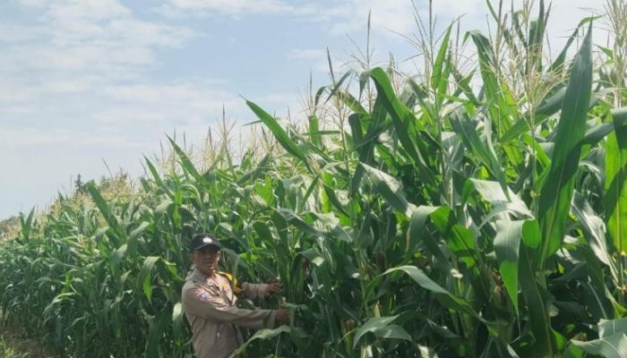 Dukung Ketahanan Pangan, Bhabinkamtibmas Desa Tanah Merah Turun Langsung Pantau Tanaman Jagung Warga