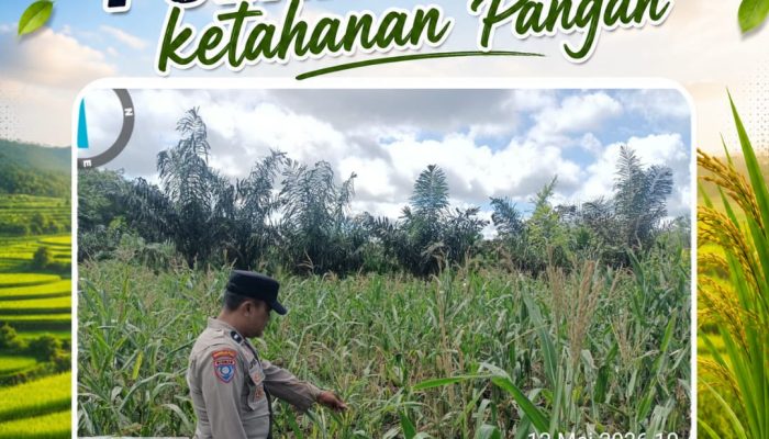 Bhabinkamtibmas Desa Pandau Jaya Cek Perkembangan Tanaman Jagung, Dukung Ketahanan Pangan Daerah