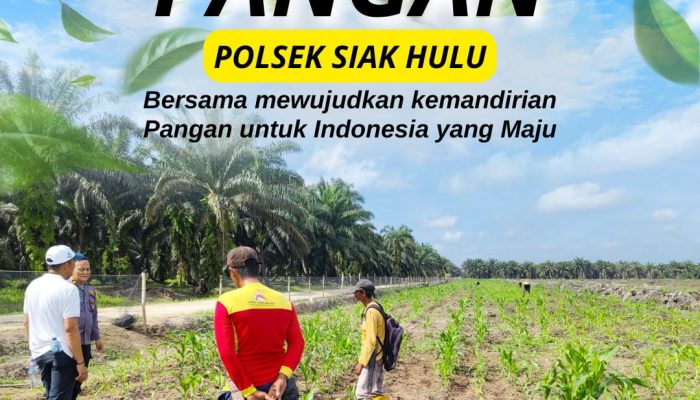 Polisi Cinta Petani: Bhabinkamtibmas Polsek Siak Hulu Pantau Pertumbuhan Jagung KOPPSA-M untuk Dukung Ketahanan Pangan