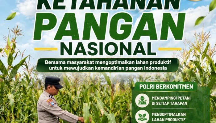 Bhabinkamtibmas Desa Pandau Jaya Monitor Pertumbuhan Tanaman Jagung, Wujud Dukungan Polri Terhadap Ketahanan Pangan