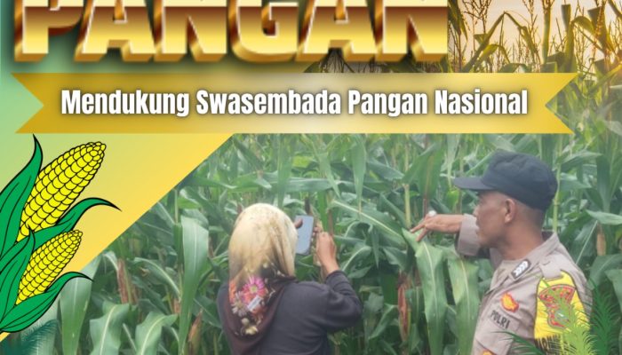 Bhabinkamtibmas Desa Tanah Merah Lakukan Monitoring Tanaman Jagung, Wujud Dukungan Polri Terhadap Ketahanan Pangan