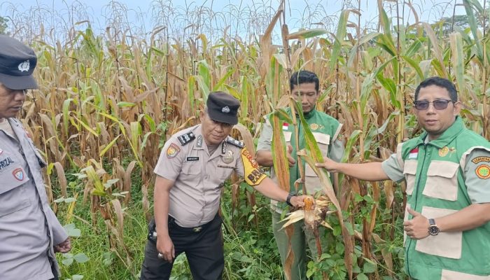 Bhabinkamtibmas Simpang Perak Jaya Bersama PPL Monitoring Perkembangan Jagung Pipil Dukung Swasembada Pangan