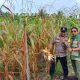 Sukseskan Program Polisi Cinta Petani, Aipda Joko Bersama PPL Pantau Kebun Jagung Pipil di Kampung Seminai