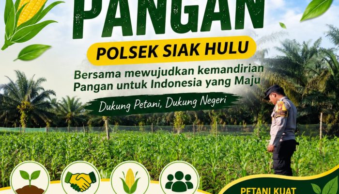 Bhabinkamtibmas Polsek Siak Hulu Monitor Pertumbuhan Jagung KOPPSA-M, Wujud Nyata Dukungan Polri Terhadap Ketahanan Pangan