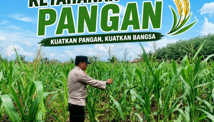 Bhabinkamtibmas Desa Pandau Jaya Lakukan Pengecekan Tanaman Jagung, Dukung Suksesnya Program Ketahanan Pangan Nasional