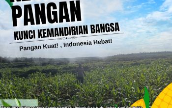 Bhabinkamtibmas Desa Pangkalan Baru Tinjau Perkembangan Tanaman Jagung KOPPSA-M, Dukung Program Swasembada Pangan Nasional