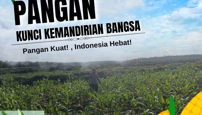 Bhabinkamtibmas Desa Pangkalan Baru Tinjau Perkembangan Tanaman Jagung KOPPSA-M, Dukung Program Swasembada Pangan Nasional