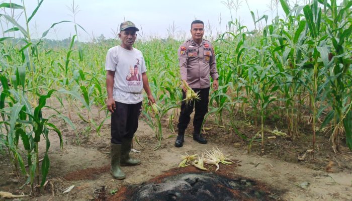 Bhabinkamtibmas Kampung Kerinci Kiri Polsek Kerinci Kanan Aipda Naldi Bersama Kelompok Tani Cek Jagung Pipil Dukung Ketahanan Pangan Nasional
