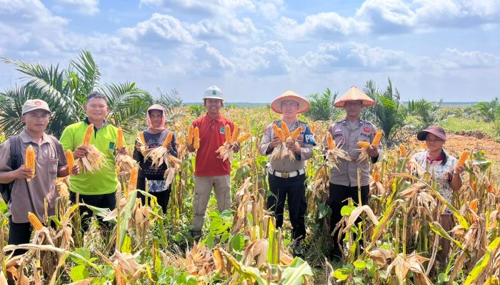 Bhabinkamtibmas Kampung Kerinci Kanan Bripka Adi Martono Bersama PT MSSP dan Kelompok Tani Panen Jagung di Lahan Tumpang Sari HGU PT MSSP