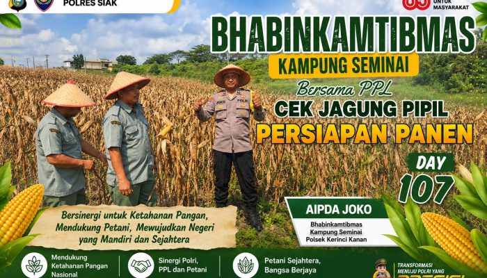 Dukung Ketahanan Pangan, Bhabinkamtibmas Kampung Seminai dan PPL Cek Persiapan Panen Jagung Pipil