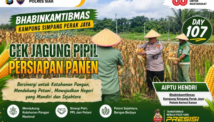 Aiptu Hendri Bersama PPL Tinjau Perkembangan Jagung Pipil di Simpang Perak Jaya