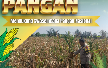 Pantau Perawatan Tanaman Jagung Warga, Bhabinkamtibmas Desa Pandau Jaya Dorong Swasembada Pangan