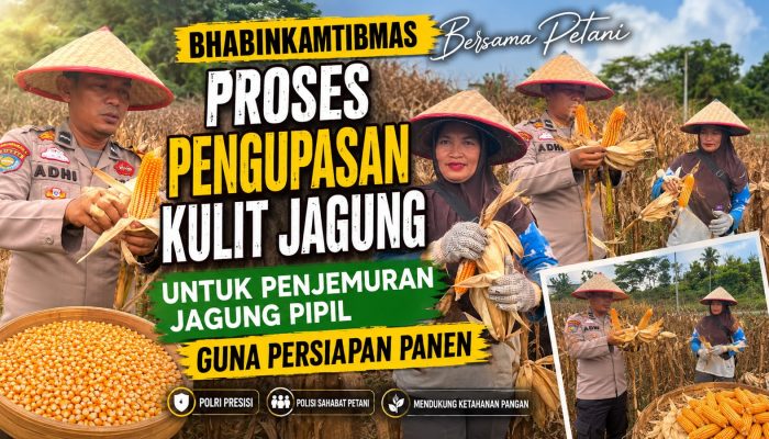Bhabinkamtibmas Polsek Kerinci Kanan Dampingi Petani Kupas Kulit Jagung, Dukung Ketahanan Pangan Nasional